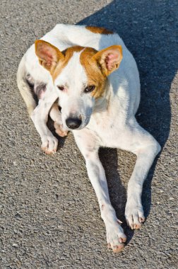 Taylandlı köpek parkta, Tayland.