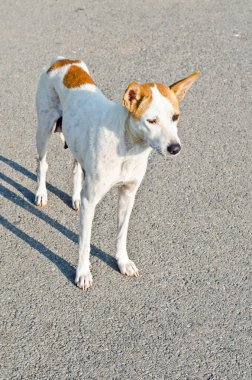 Taylandlı köpek parkta, Tayland.