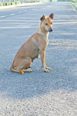 Taylandlı köpek parkta, Tayland.