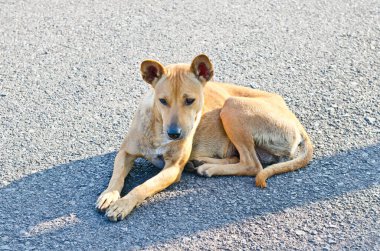 Taylandlı köpek parkta, Tayland.