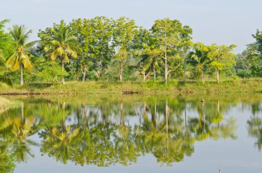 Kamu parkının manzarası, Tayland.