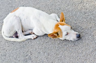 Taylandlı köpek parkta, Tayland.