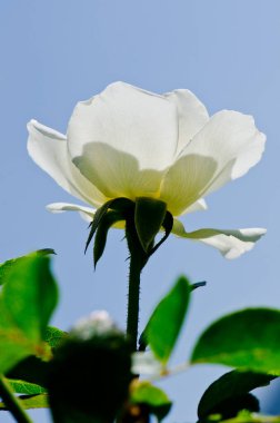Mavi gökyüzünde beyaz bir gül, Tayland.