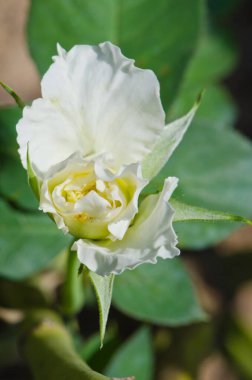 Beyaz gül, Tayland 'a yakın..
