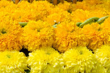 Thhailand 'da çiçekten yapılan doğal arka plan.