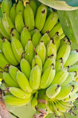 Ağaçta yeşil muz meyvesi, Tayland.