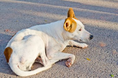 Tayland yolundaki köpek portresi..