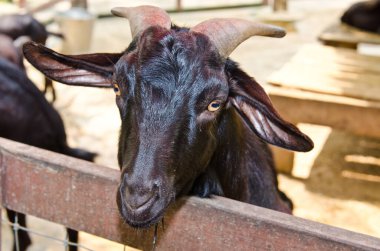 Tayland 'ın kara keçi başı..