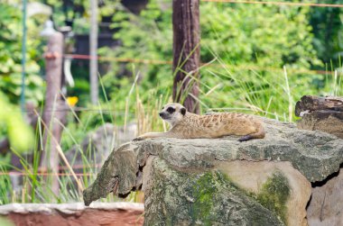 Tayland kayalıklarında bir mirket.