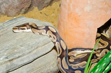 Top Python ya da Royal Python, Tayland 'a yakın.