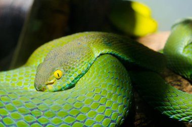 Büyük gözlü çukur engerek yılanı, Tayland.