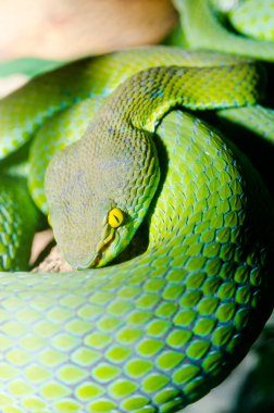 Büyük gözlü çukur engerek yılanı, Tayland.