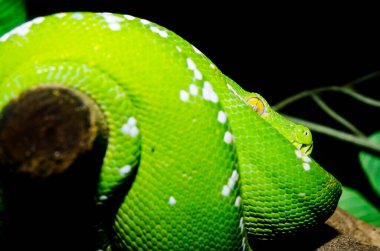 Yeşil ağaç piton yılanının yakınında, Tayland.