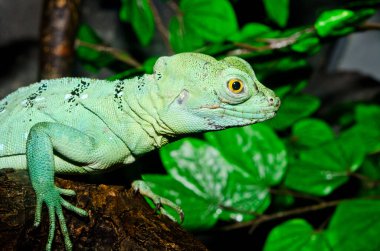 Yeşil Basilisk, Tayland 'a yakın..