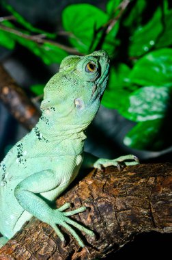 Yeşil Basilisk, Tayland 'a yakın..