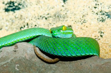 Big-eyes Pitviper ya da Cryptelytrops, Tayland 'a yakın..