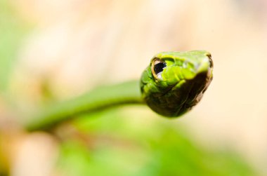 Uzun Burunlu Yeşil Yılan ya da Ahaetulla Nasuta, Tayland.