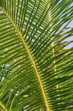 Mavi gökyüzü ile yeşil yaprak, Tayland.