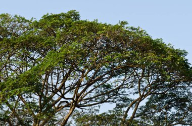 Mavi gökyüzü ile yeşil yaprak, Tayland.