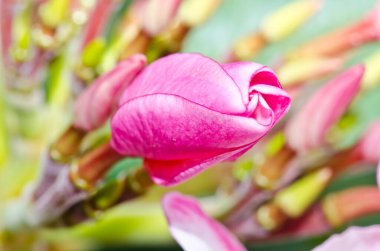 Tayland 'daki Pembe Plumeria çiçeğinin yakın çekimi..