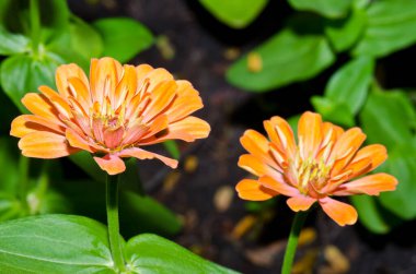 Tayland 'da, turuncu zinya çiçeğine yakın..
