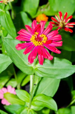 Tayland 'daki pembe zinnia çiçeğini kapat..