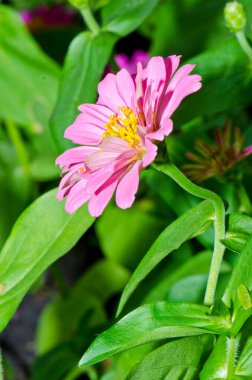 Tayland 'daki pembe zinnia çiçeğini kapat..