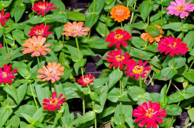 Tayland, Zinya çiçeği tarlası..