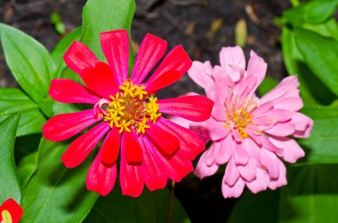 Tayland 'daki pembe zinnia çiçeğini kapat..