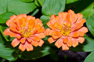 Tayland 'da, turuncu zinya çiçeğine yakın..