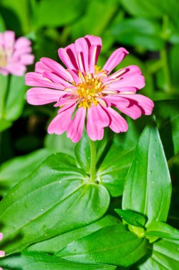 Tayland 'daki pembe zinnia çiçeğini kapat..
