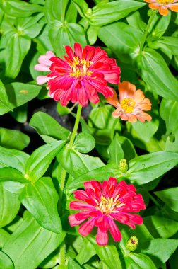 Tayland 'daki kırmızı zinya çiçeğine yaklaş..