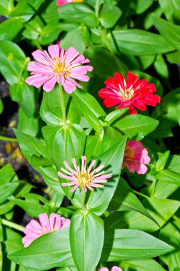 Tayland, Zinya çiçeği tarlası..