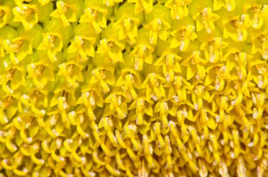 Tayland 'da, sarı güneş çiçeğinin içinde.