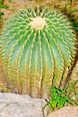 Echinocactus Grusonii Kaktüsü, Tayland.