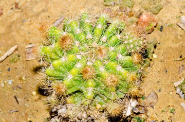 Echinopsis Oxygona Kaktüsü, Tayland.