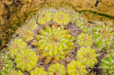 Echinopsis Oxygona Kaktüsü, Tayland.