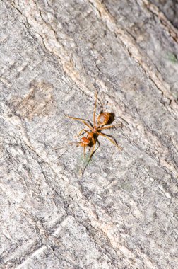Tayland, ağaç yüzeyinde bir karınca.