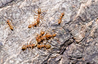 Ağaçta kırmızı karıncalar, Tayland.