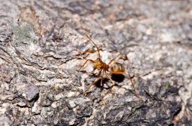 Ağaçta kırmızı karınca, Tayland.