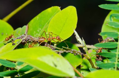 Ağaçta kırmızı karıncalar, Tayland.
