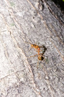 Ağaçta kırmızı karıncalar, Tayland.