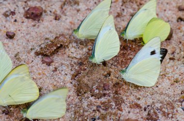 Pang Si-Da Ulusal Parkı, Sakaeo, Thiland 'da bir grup kelebek.