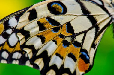 Kelebek kanadının dokusu, Tayland.