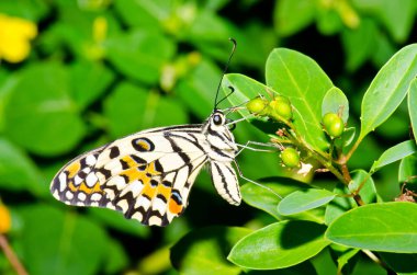 Beautiful butterfly on flower in public park, Thailand.
