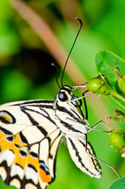 Beautiful butterfly on flower in public park, Thailand.