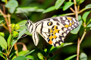 Beautiful butterfly on flower in public park, Thailand.