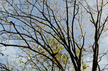 Mavi gökyüzü dalları, Tayland.