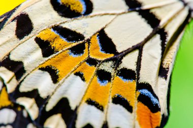 Kelebek kanadının dokusu, Tayland.