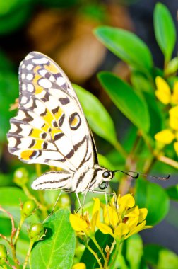 Beautiful butterfly on flower in public park, Thailand.